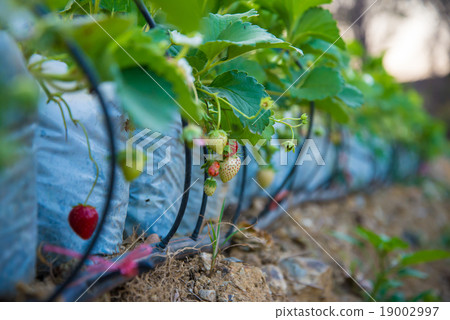 strawberry 19002997