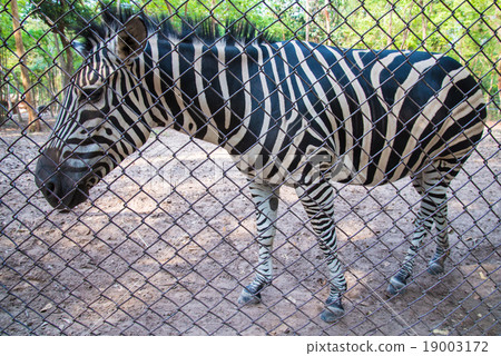 zebra in the zoo. zebra in the zoo. 19003172