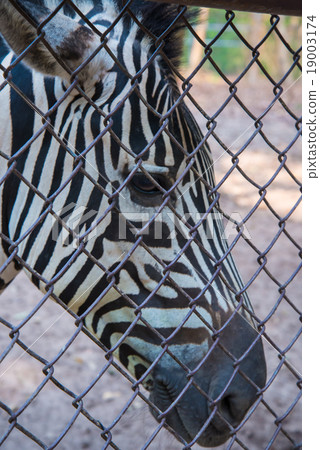 zebra in the zoo. 19003174