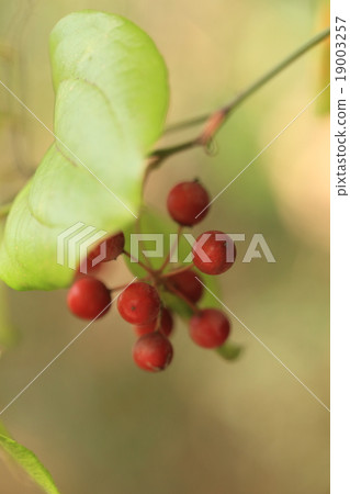 Nature plant Sartoriyubara, "Monkey entangled and captured". There is a barbarian thorns 19003257