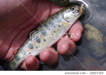 [北海道知床]飛釣 19003360