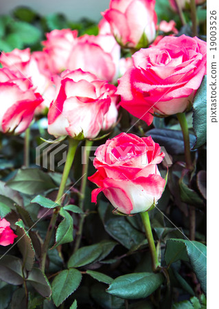 Fresh beautiful pink roses in the garden 19003526