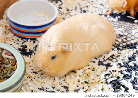 Hamster 19004249