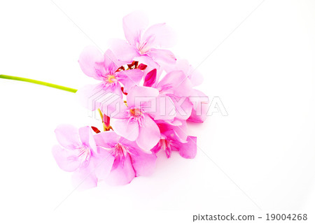 Pind tecoma flowers Pind tecoma flowers 19004268
