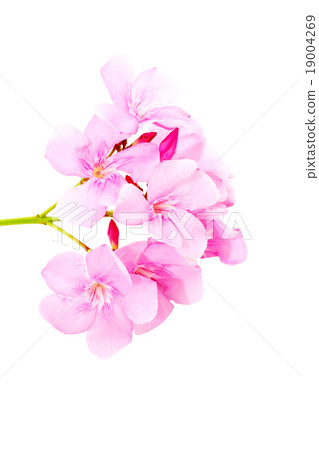 Pind tecoma flowers Pind tecoma flowers 19004269