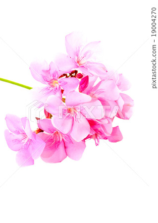 Pind tecoma flowers Pind tecoma flowers 19004270