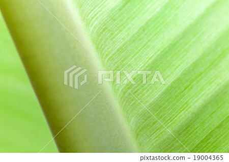banana leaf banana leaf 19004365