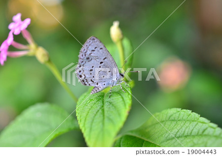 屋久島Rurrishimi 屋久島Rurrishimi 19004443