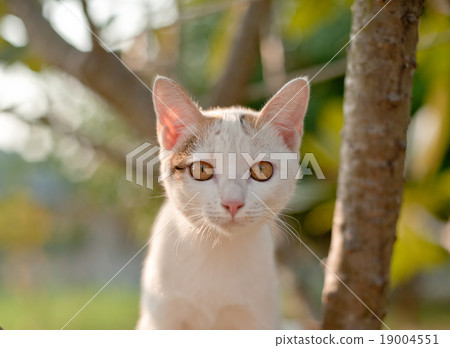 relaxing sitting cat white, cute funny relaxing sitting cat white, cute funny 19004551