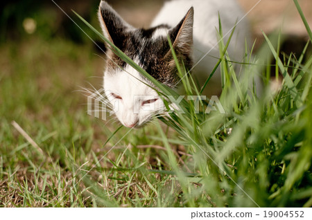 relaxing sitting cat white, cute funny relaxing sitting cat white, cute funny 19004552