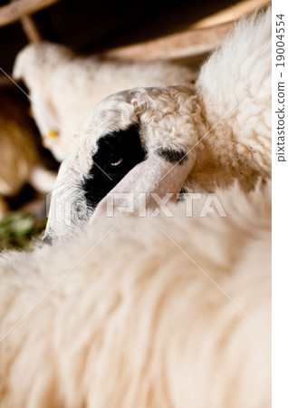 Brown and white sheep lying on the ground. Brown and white sheep lying on the ground. 19004554
