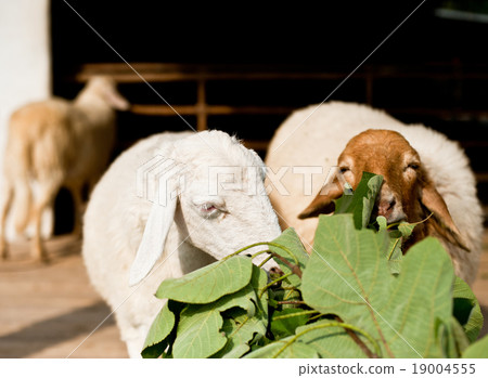 Sheep eating grass in the farm Sheep eating grass in the farm 19004555