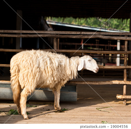 Sheep eating grass in the farm Sheep eating grass in the farm 19004556
