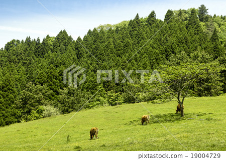 Grazing landscape in Takamori-machi Grazing landscape in Takamori-machi 19004729