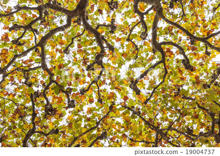 tree tops 19004737