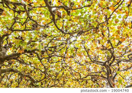 tree tops 19004740