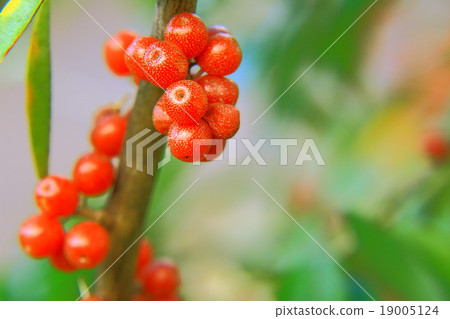Red fruits of Russian olives 19005124