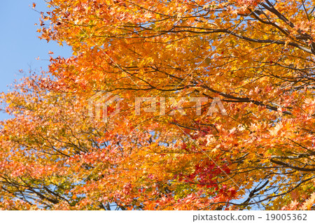 Autumn leaves maple Autumn leaves maple 19005362