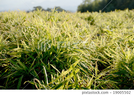 Ginger field Ginger field 19005502
