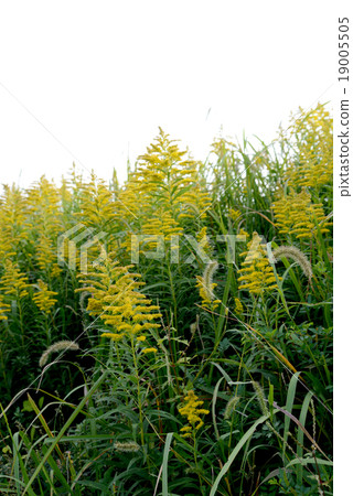 Seiitokawadassi Seiitokawadassi 19005505