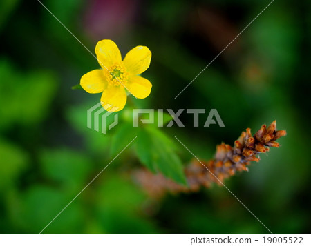 Umanoashigata 19005522