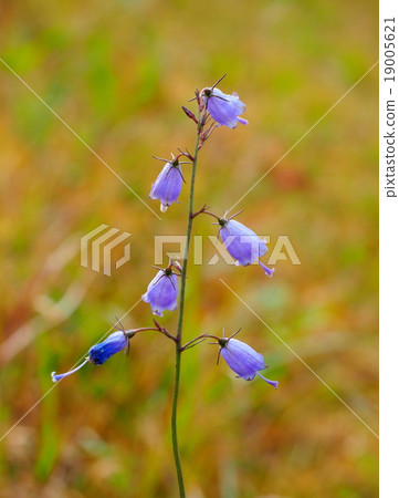 Adenophortriphylla 19005621