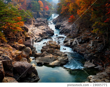 Seiryuki Autumn leaves 19005771