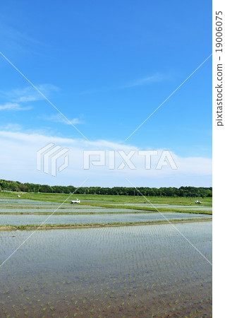 Early summer paddy landscape 19006075
