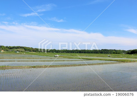 Early summer paddy landscape 19006076