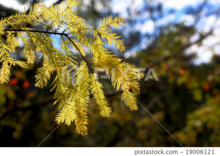 二松 二松 19006121