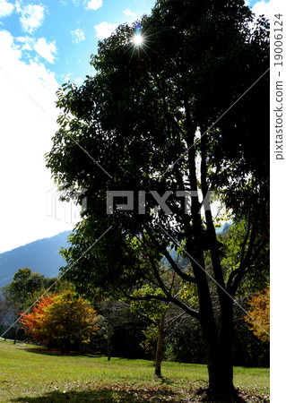 奧萬大的大樹 奧萬大的大樹 19006124