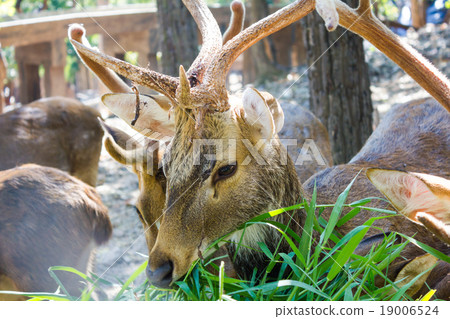 Deer Deer 19006524