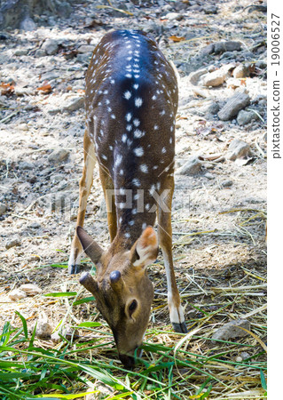 Deer Deer 19006527
