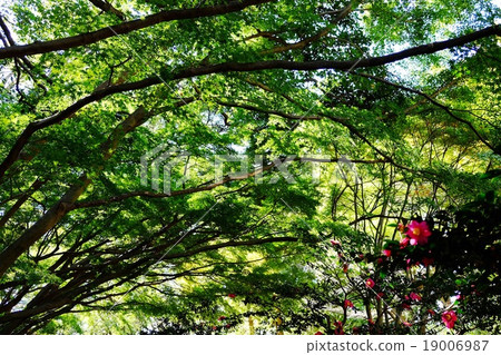 Forest of Koharu sunny feeling good Forest of Koharu sunny feeling good 19006987