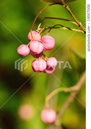 只關閉Mayu Mi. 只關閉Mayu Mi. 19007006