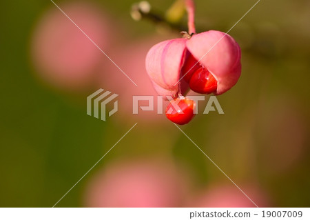 只關閉Mayu Mi. 19007009