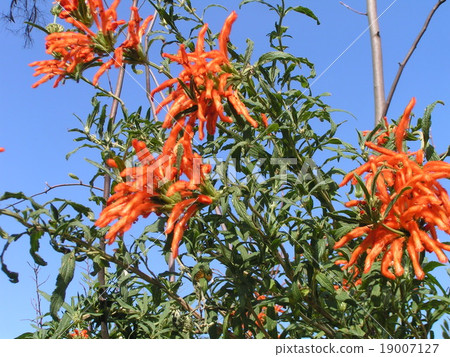 頭髮生長在花瓣上，棉花穿著.Canxiacea棉橙花 19007127