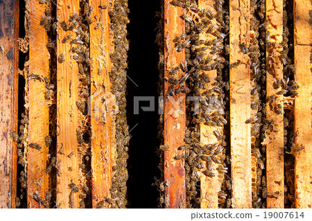 Busy bees, view of the working bees on honeycomb. Busy bees, view of the working bees on honeycomb. 19007614