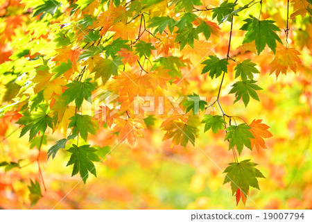 Autumn leaves Autumn leaves 19007794