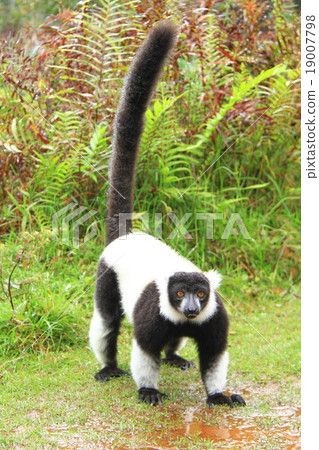 White-eyed green lemur White-eyed green lemur 19007798