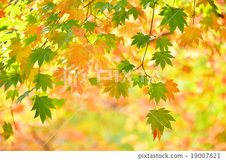 Autumn leaves Autumn leaves 19007821