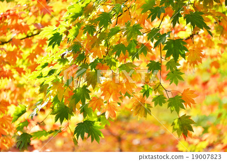 秋天的樹葉 19007823