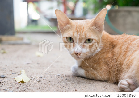 Lonely thai cat 19007886
