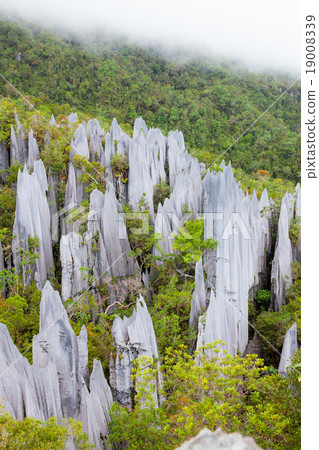Limestone pinnacles at gunung mulu national park 19008339