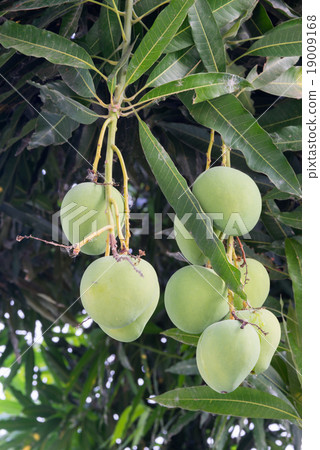 mangoes on a mango tree mangoes on a mango tree 19009168