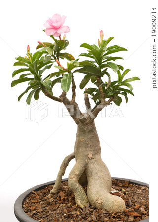 adenium obesum isolated background 19009213