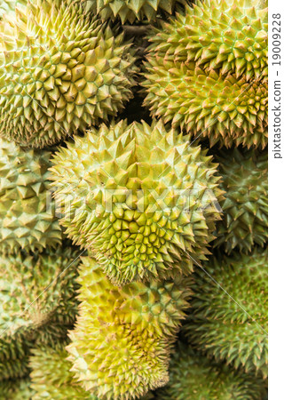 Durian , fruit in the market of thailand 19009228