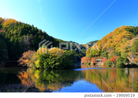 Autumn leaves of Kamakoko 19009519