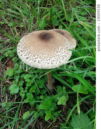 Parasol Mushroom 19009536