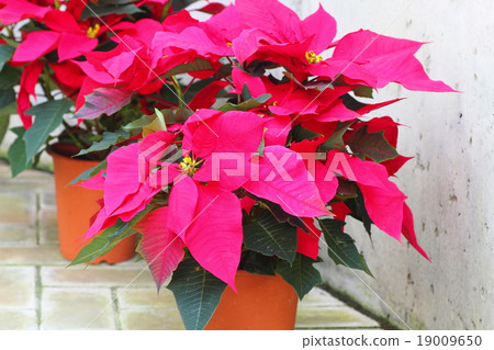 Poinsettia flowers 19009650